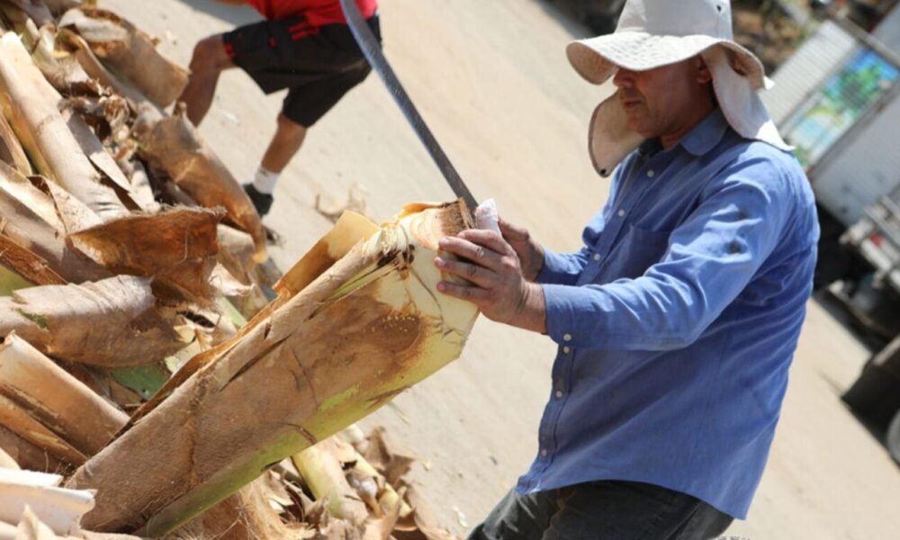 Trabalhador descascando caule de palmito in natura em ponto de venda na Grande Vitória.
