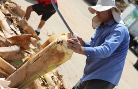 Trabalhador descascando caule de palmito in natura em ponto de venda na Grande Vitória.