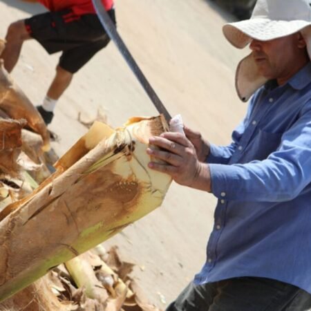 Trabalhador descascando caule de palmito in natura em ponto de venda na Grande Vitória.